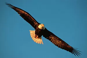 Images Dated 15th October 2004: Bird of Prey, Bald Eagle in flight, Kachemak Bay, Homer, Alaska