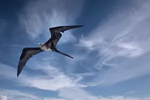Seabird Prints: Bird soars above a ship in the Galapagos