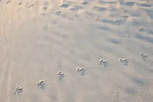 Images Dated 17th November 2012: Bird tracks on North Beach at Fort De Soto Park in Pinellas County, Florida