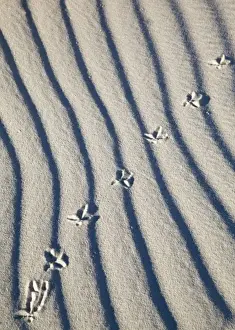 White Sand Prints: Bird tracks in sand at White Sands National Monument in New Mexico