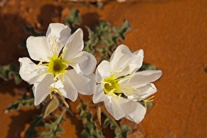 Birdcage Evening Primrose near Page, Arizona, USA