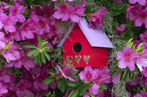Images Dated 11th April 2006: Birdhouse and Azaleas in Garden. Credit as: Nancy Rotenberg / Jaynes Gallery / DanitaDelimont