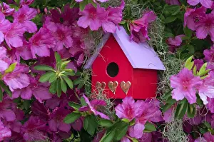 Sensuous Prints: Birdhouse and Azaleas in Garden
