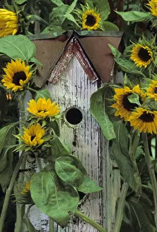 Birdhouse and Sunflowers in garden. Credit as: Nancy Rotenberg / Jaynes Gallery / DanitaDelimont