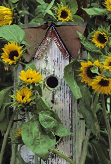 Nancy Rotenberg Prints: Birdhouse and Sunflowers in garden