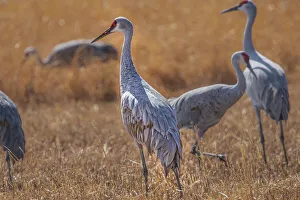 Birds of Bosque de Apache National Wildlife Refuge