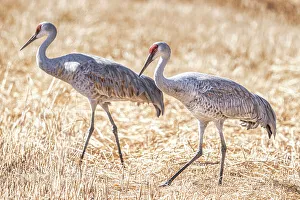 Waterfowl Prints: Birds of Bosque de Apache National Wildlife Refuge