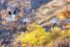 Anser Caerulescens Prints: Birds of Bosque de Apache National Wildlife Refuge