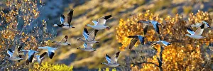 Anser Caerulescens Prints: Birds of Bosque de Apache National Wildlife Refuge