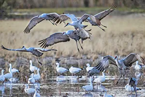 Anser Caerulescens Prints: Birds of Bosque de Apache National Wildlife Refuge
