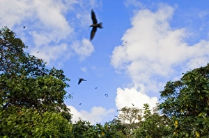 Images Dated 3rd July 2006: Birds on Fregate Island