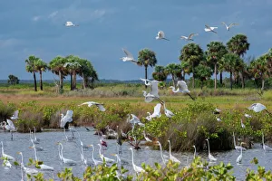 Wading Prints: Birds in marsh at Merritt Island National Wildlife Refuge, Florida