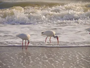 Sanibel Island Prints: Birds Wading in the Surf on Sanibel Island Beach, Florida, USA
