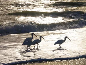 Birds Wading in the Surf on Sanibel Island Beach, Florida, USA
