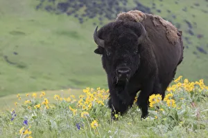 Bison, Balsa Root Blooms