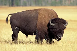 Ungulate Prints: bison, Bison bison