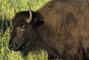 Images Dated 7th January 2016: Bison (Bison bison) Custer State Park SD