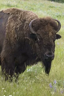 Images Dated 7th June 2007: Bison Bull