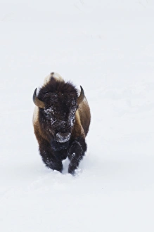 Images Dated 1st March 2014: Bison Bull