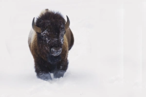 Images Dated 1st March 2014: Bison Bull