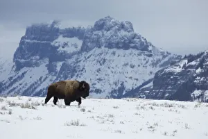 Bison bull on the move