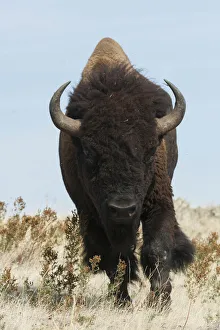 Images Dated 29th September 2019: Bison Bull on the move