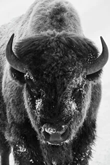 Animals Gallery: Bison bull frosty morning