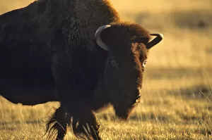 Bison bull at the National Bison Range in Moiese, Montana