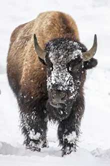 Bison bull with snowy face in Yellowstone National Park, Wyoming, USA Bison bull with snowy face in Yellowstone National Park, Wyoming, USA