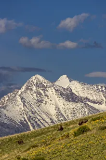 Mission Valley Prints: Bison bulls grazing in balsamroot with dramatic Mission Mountains at the National Bison
