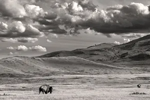 Bison Prints: Bison bulls grazing at the National Bison Range in Moiese, Montana, USA