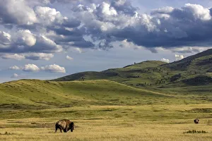 Images Dated 14th May 2021: Bison bulls grazing at the National Bison Range in Moiese, Montana, USA