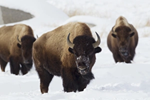 Images Dated 17th February 2013: Bison Bulls, winter