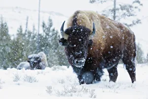 Ken Archer Prints: Bison Bulls, winter landscape