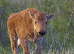 Moiese Prints: Bison calf at the National Bison Range near Moiese, Montana