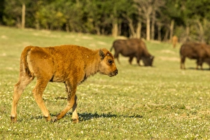 North Dakota Prints: Bison calf at Theodore Roosevelt National Park, North Dakota, USA