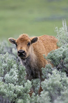 Images Dated 8th June 2011: Bison Calf, Yellowstone National Park