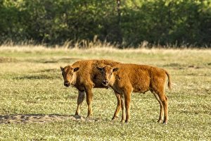 North Dakota Prints: Bison calves at play in Theodore Roosevelt National Park, North Dakota, USA