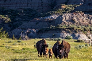 Prints of Bison with calves in Theodore Roosevelt National Park, North Dakota, USA. (Editorial Use Only) Images Dated 2024 September: Bison with calves in Theodore Roosevelt National Park