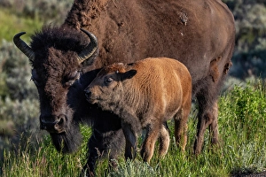 Prints of Bison with calves in Theodore Roosevelt National Park, North Dakota, USA. (Editorial Use Only) Images Dated 2024 September: Bison with calves in Theodore Roosevelt National Park