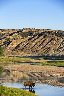 Images Dated 1st July 2012: Bison crossing the Little Missouri River in Theodore Roosevelt National Park, North Dakota