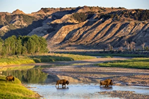 Images Dated 1st July 2012: Bison crossing the Little Missouri River in Theodore Roosevelt National Park, North Dakota