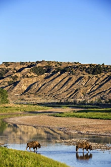 Images Dated 1st July 2012: Bison crossing the Little Missouri River in Theodore Roosevelt National Park, North Dakota