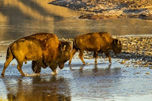 Images Dated 1st July 2012: Bison crossing the Little Missouri River in Theodore Roosevelt National Park, North Dakota