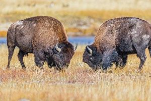 New Images March 2024 Part 1 Prints: Bison exhibiting breeding behavior in Yellowstone National Park