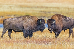 New Images March 2024 Part 1 Prints: Bison exhibiting breeding behavior in Yellowstone National Park