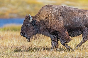 New Images March 2024 Part 1 Prints: Bison along Fairy Creek in Yellowstone National Park
