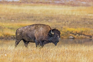 New Images March 2024 Part 1 Prints: Bison along Fairy Creek in Yellowstone National Park