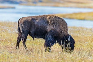New Images March 2024 Part 1 Prints: Bison along Fairy Creek in Yellowstone National Park