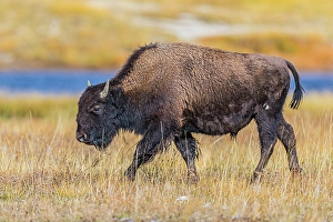 New Images March 2024 Part 1 Prints: Bison along Fairy Creek in Yellowstone National Park